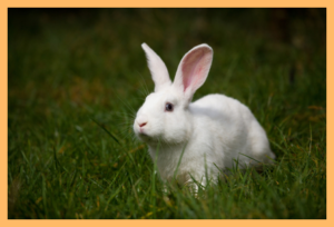 White Rabbit on Grass